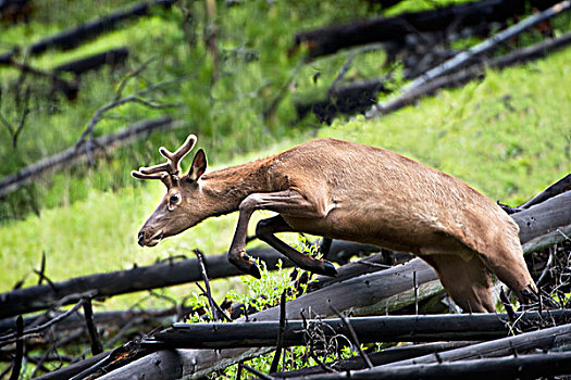 公麋鹿,鹿属,城堡山,艾伯塔省,加拿大
