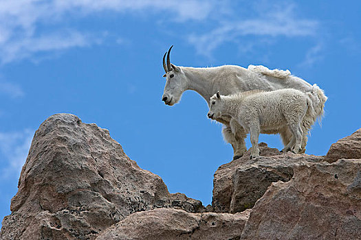 石山羊,保姆,平衡,岩石上,攀升,科罗拉多,美国,夏天