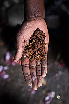 埃塞俄比亚,手,女人,展示,新鲜,地面,咖啡,塞米恩国家公园