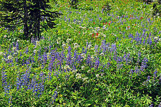 冷杉,野花,国家公园,不列颠哥伦比亚省,加拿大