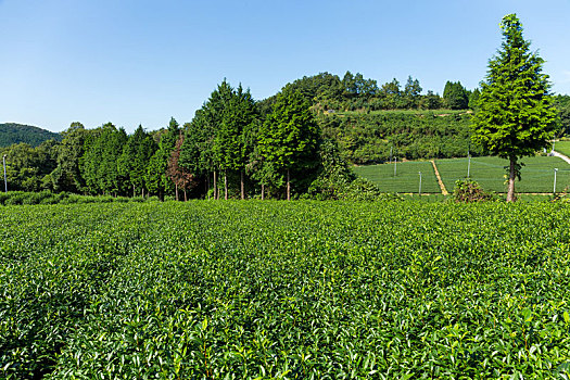 茶,花园