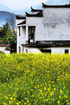 江陵油菜花