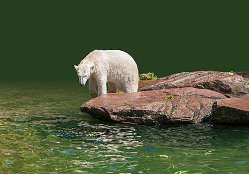 北极熊,湿,氛围