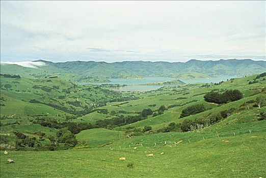 新西兰,阿卡罗瓦,港口,绵羊,放牧,绿色,草场
