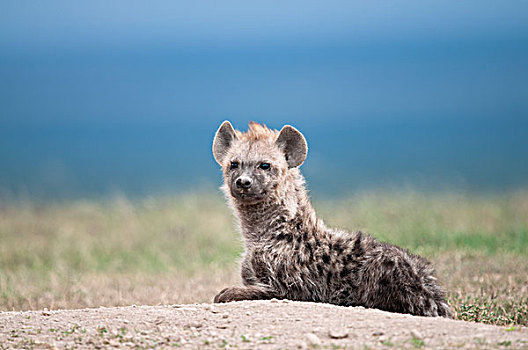 斑鬣狗,肯尼亚