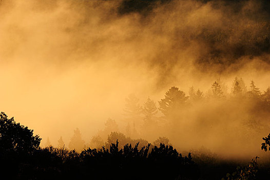 树,早晨,雾,劳伦琴山脉,魁北克省,加拿大,北美