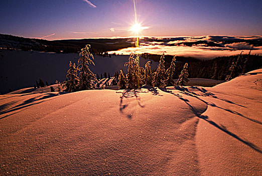 日出,上方,积雪,树