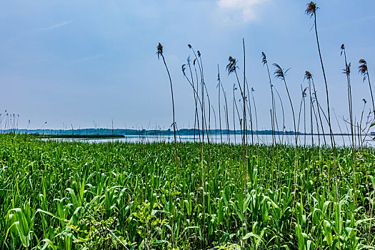 江苏省南京市六合区芦荡湿地自然风光