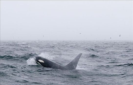 逆戟鲸,游动,东南阿拉斯加