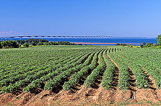 农民,土地,联邦大桥,爱德华王子岛,新布兰斯维克,诺森伯兰郡,海峡,加拿大
