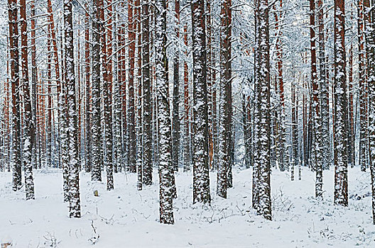 松树,树干,遮盖,雪,冬天,背景