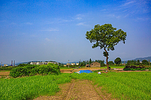 河道,草地,树木,护岸,花