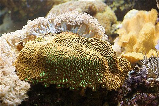 特写,珊瑚,水下