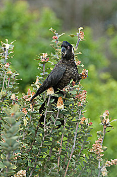 黑色,美冠鹦鹉,成年,雄性,深红色,拔克西木属,山,西澳大利亚州,澳大利亚