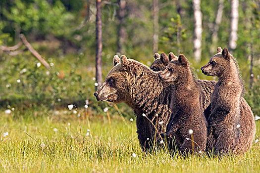 棕熊,母亲,三个,幼兽