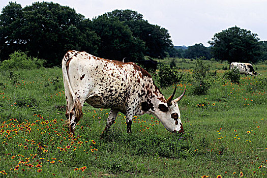 美国,德克萨斯,靠近,长角牛,母牛