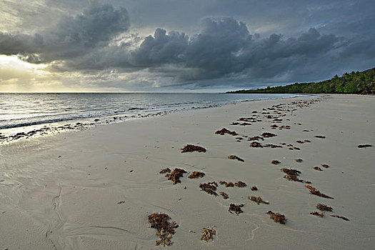 沙滩,乌云,早晨,雨林,岬角,困苦,昆士兰,澳大利亚