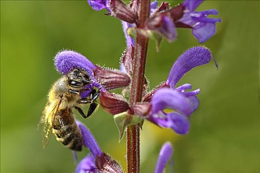 蜜蜂,授粉,植物