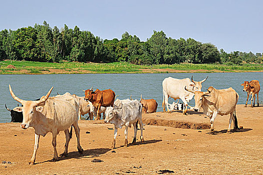 牛,塞内加尔,河,区域,毛里塔尼亚,非洲
