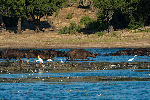 非洲,岬角,水牛,非洲水牛,乔贝国家公园,博茨瓦纳