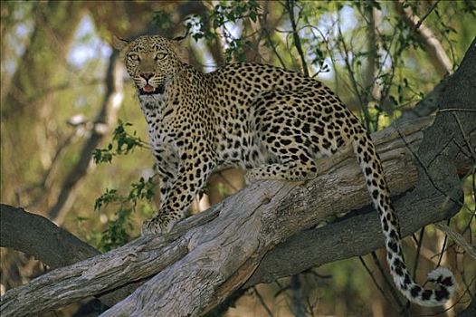 豹,捕食,莫雷米禁猎区,奥卡万戈三角洲,博茨瓦纳