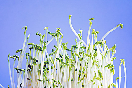 豆芽,豆芽菜