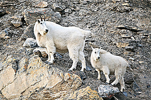 石山羊,雪羊,保姆,幼仔,岩石上,碧玉国家公园,艾伯塔省,加拿大
