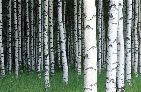 桦树,小树林,桦属,芬兰