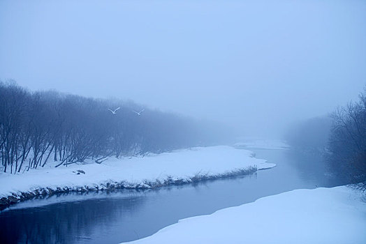 丹顶鹤,中国东北,鹤,飞行,上方,雪景,钏路,北海道,日本,亚洲