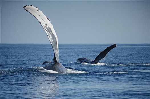 驼背鲸,大翅鲸属,鲸鱼,鳍,毛伊岛,夏威夷,提示,照相