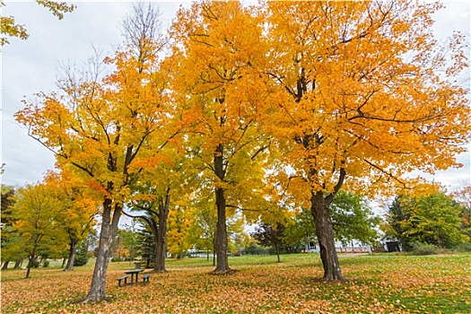 渥太华,秋天,加拿大