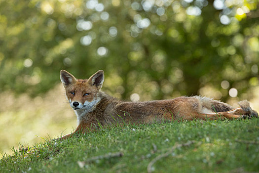 红狐,卧,伸展,草丛,看镜头