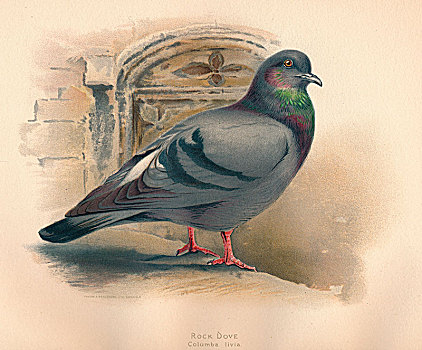 石头,鸽子,19世纪,艺术家