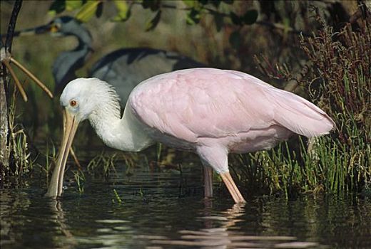 粉红琵鹭,觅食,湿地,佛罗里达