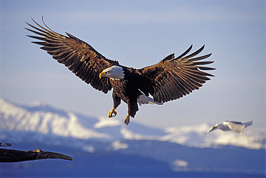 美国,阿拉斯加,白头鹰,飞,接近,降落