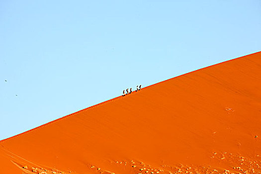 沙丘,公园,人,走,索苏维来地区,纳米比沙漠,纳米比亚