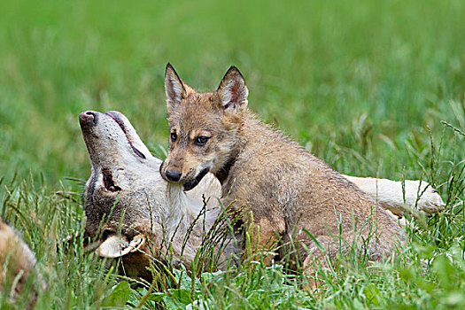 大灰狼,禁猎区,巴伐利亚,德国