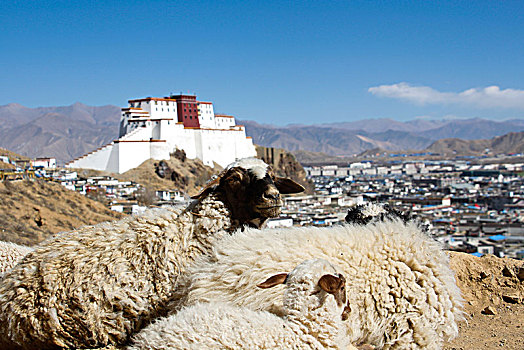 扎什伦布寺的山羊