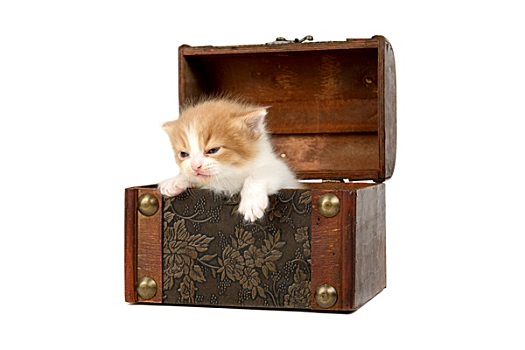 小猫,盒子