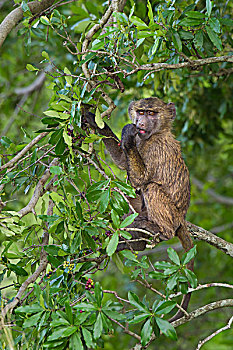 年轻的橄榄狒狒,阿努比斯狒狒,东非狒狒,坐在树上,吃,浆果,马赛玛拉国家保护区,肯尼亚,非洲