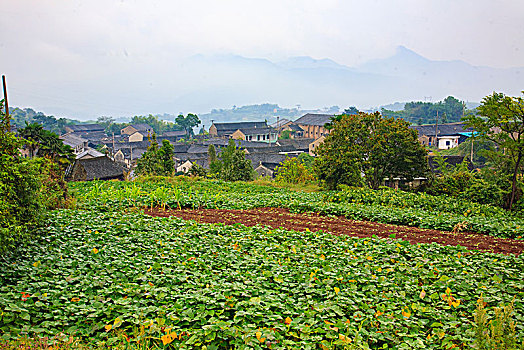 全景,田园,稻田,村庄