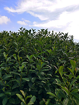 茶山,采茶