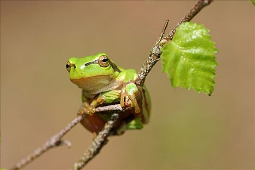 普通树蛙,坐,桦树,枝条