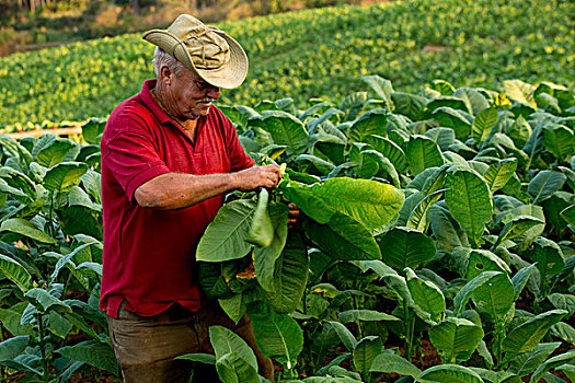 古巴,维尼亚雷斯,农民,收获,烟草,叶子,山谷,世界遗产,使用,只有