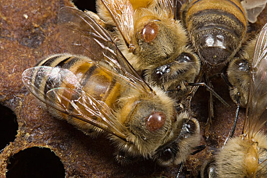 蜜蜂,意大利蜂,群,螨虫,害虫,全球