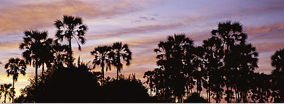 棕榈树,小树林,黎明