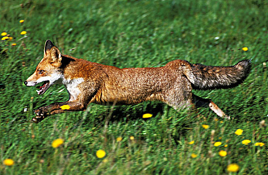 红狐,狐属,成年,流动,跑