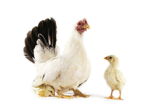 长崎,生活,鸡,母鸡,幼禽,白色,背景
