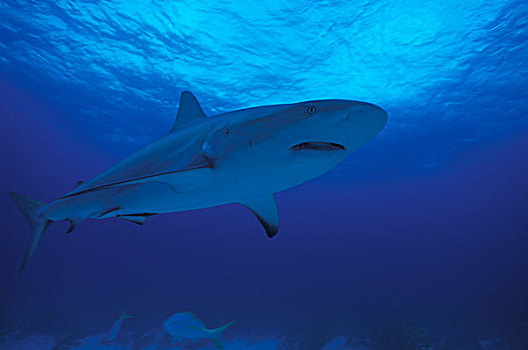 巴哈马,加勒比礁鲨