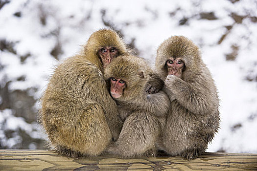 日本,雪猴,偎依,冬天